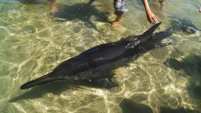 Ca heo mo kim con song troi dat vao bo hinh anh