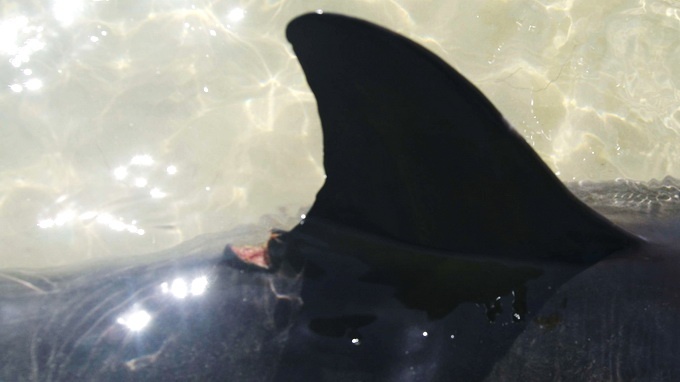 Sau đó, anh Hải gọi thêm một số người dân dắt cá ra lại ngoài khơi; đồng thời báo tin cho Chi cục bảo vệ nguồn lợi thuỷ sản Thừa Thiên -  Huế. Con cá heo này nặng khoảng 60 kg, dài 1. , đường kính 30cm.