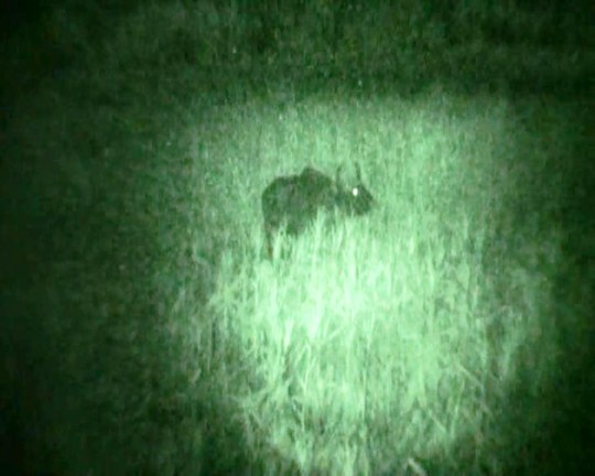 Phuc kich chup hinh 'cap doi bo tot' o Phu Yen hinh anh