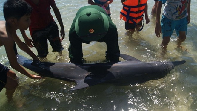 Ca heo mo kim dai 1,8 m dat vao bo da chet hinh anh