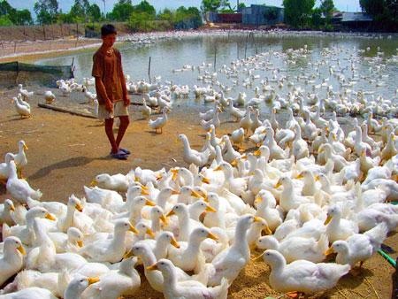 Dan que phai dong ca phi... nuoi vit hinh anh