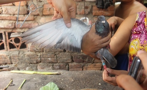 Bat duoc chim co ki tu la o Quang Nam hinh anh