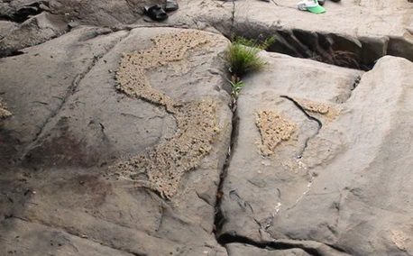 Tao hoa 'in' hinh Viet Nam tren phien da giua rung hinh anh