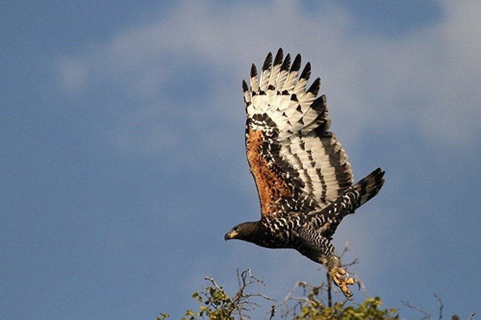Ở Việt Nam, có một loài chim rất lớn, mà chúng ta biết rất ít thông tin về chúng, đó là đại bàng núi.