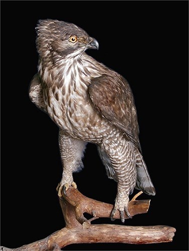 Chúng có độ dài thân từ 70 đến 100cm với sải cánh dài đến gần 2m. Ở Việt Nam, chúng không phải là loài lớn nhất, nhưng chúng được coi là chúa tể bầu trời, là vua của các loài chim.