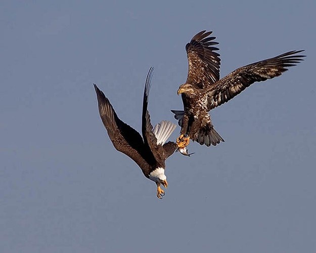 húng có bộ móng cực sắc, cặp chân hùng dũng, chỏm lông trên đầu trông rất oai vệ.