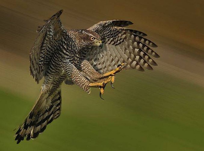 Loài đại bàng núi phân bố trên địa bàn khá rộng. Chúng có mặt ở nhiều nước Đông Nam Á. Ở mỗi vùng chúng là có một chút khác biệt.