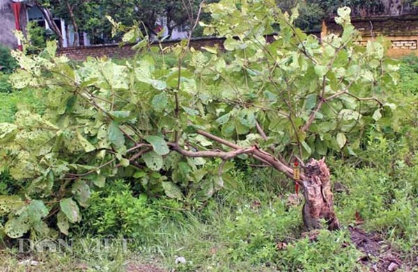 Đến km 13, bị xe lực lượng công an ép, xe do tên cướp điều khiển lao vào vệ đường, đâm gãy cây bàng.