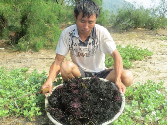 Bat chap hiem nguy xuong bien san nhum hinh anh