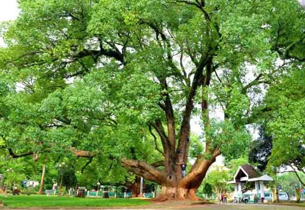 Long nao khong lo o Biet dien Bao Dai thanh cay di san hinh anh