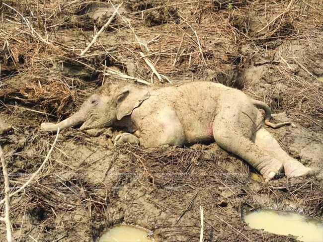 Tieng keu cuu cua dan voi tu nui rung Tay Nguyen hinh anh