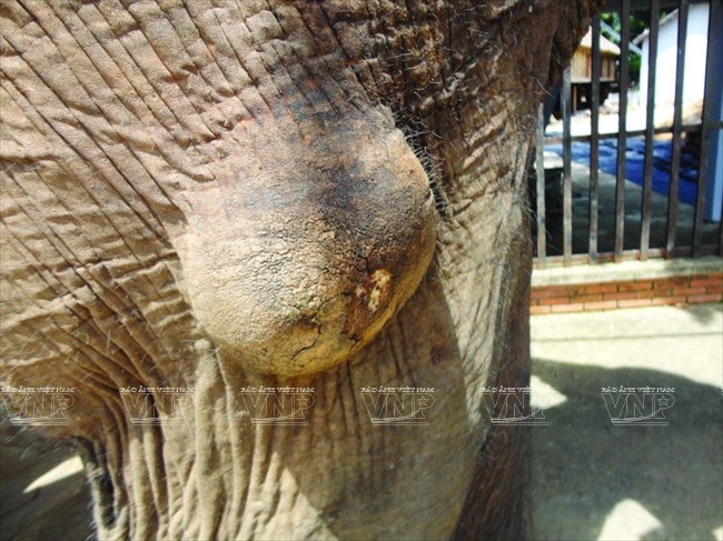 Bệnh u bứu trên da voi nhà. (Nguồn: Báo ảnh Việt Nam/Vietnam+).