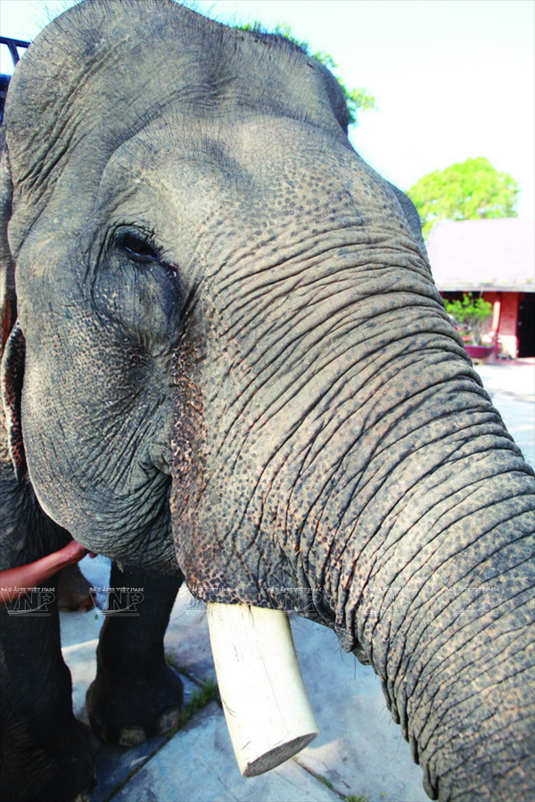 Đa số các cá thể voi ở Tây Nguyên đã mất đi bộ ngà của mình bởi nhiều nguyên nhân khác nhau. (Nguồn: Báo ảnh Việt Nam/Vietnam+).