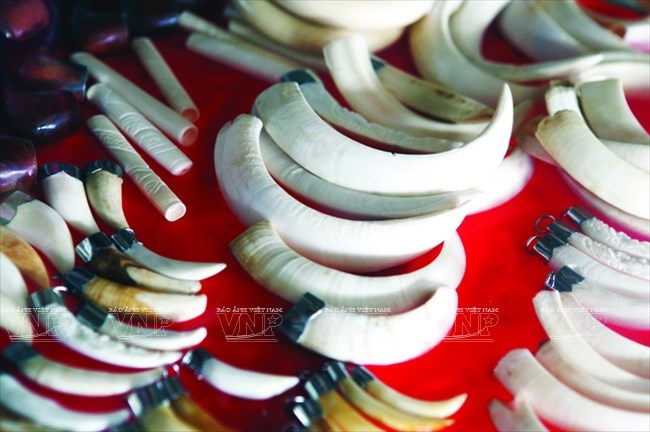 Những món quà lưu niệm từ voi như: ngà, xương và lông đuôi voi vẫn ngang nhiên được bày bán ở Bản Đôn.(Nguồn: Báo ảnh Việt Nam/Vietnam+)