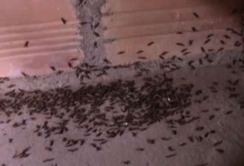 Kien ba khoang lien tuc tan cong nguoi dan Ben Tre hinh anh