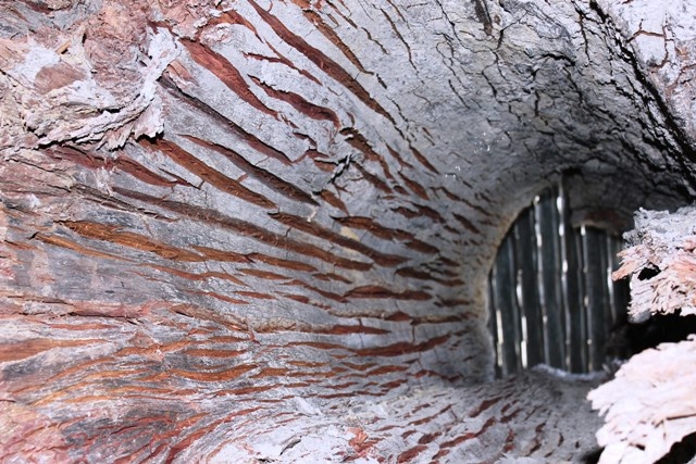 Vet chan chim tuyet dep tren goc go hue khung hinh anh