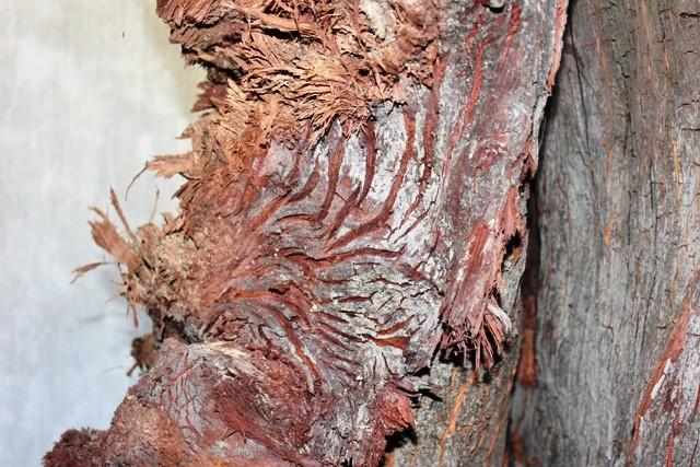 ó thể thấy thực tế rằng, việc gốc gỗ ngâm lâu dưới nước đã bị mục nát giờ đây bị “giam cầm” và chịu sức nóng của những đợt nắng lên đến 40độC nên những vết nứt “chân chim” ấy hiện rõ và ăn sâu vào thân gỗ.  