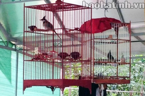 Thu choi 'bac quan vuong' chim canh o Viet Nam hinh anh