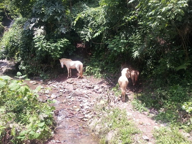 Vuong quoc bach ma quy hiem o mien bien ai hinh anh