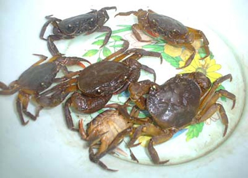 San an rong phoi vi mon cua suoi nuong hinh anh