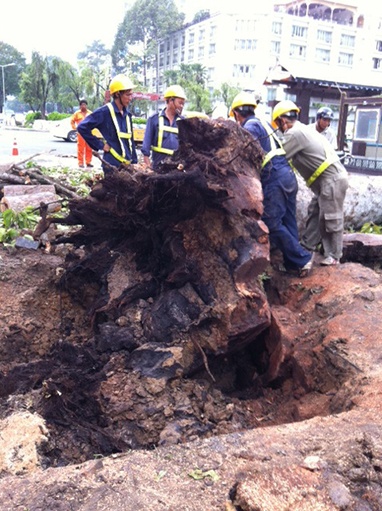 Cây dầu mục gốc tại công trường Lam Sơn.