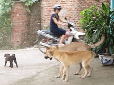 Chau be 9 tuoi tu vong vi cho dai can hinh anh