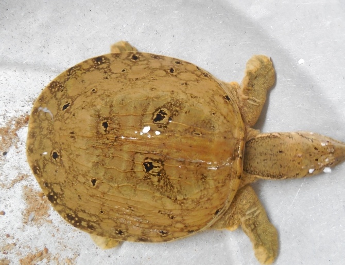 Lai xuat hien ba ba hinh mat nguoi o Phu Yen hinh anh