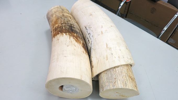 Bat lo nga voi Chau phi nhap lau gan 3 ty dong hinh anh