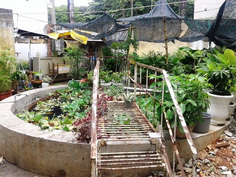 Xac chet noi tren ho nuoc trong khuon vien benh vien hinh anh