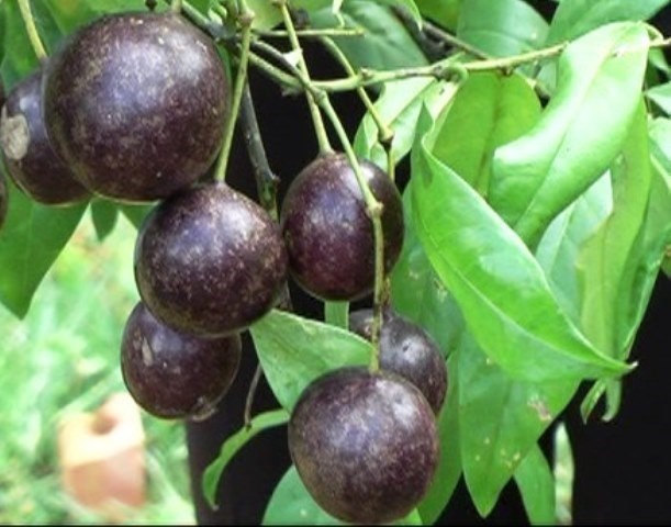 Khuyen cao tuyet doi khong su dung hoa qua, thuc vat la hinh anh