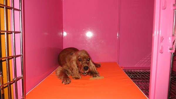 Trong phòng VIP, cún cưng được sưởi ấm, khử mùi với hương trầm và thiết kế suất ăn riêng.