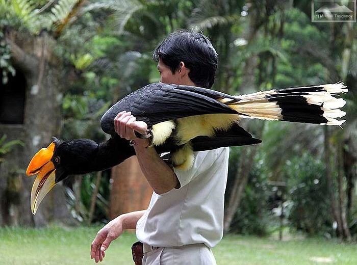 Bi an it biet ve loai chim dep nhu trong huyen thoai hinh anh