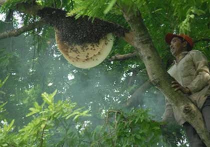 Bi gan 100 con ong dot, mot nguoi tu vong hinh anh