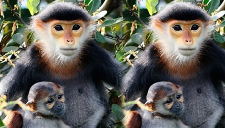 Hon 10 con vooc Cha Va chan nau bi say kho hinh anh