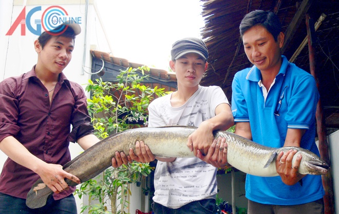 Cá chình do ngư dân bắt được.