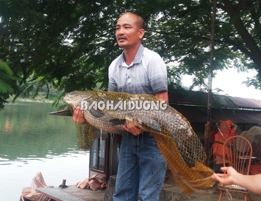 Cau duoc nhieu ca tram den to tai ho Con Son hinh anh