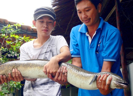 Ngu dan dinh ca chinh dai 1,6 met, nang 11 kg hinh anh