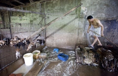 Clip cho bi nhoi tan bao truoc khi ban de lam thit hinh anh