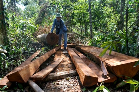 Lam tac bi cay do de chet trong vung dem Phong Nha – Ke Bang hinh anh