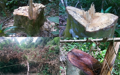 Chau pho chu tich huyen thau tom ca canh rung hinh anh