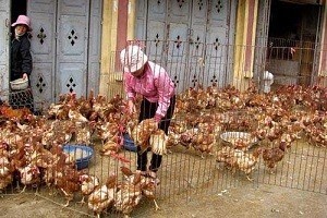Phat hien virus cum H5N6 tai Lao Cai hinh anh