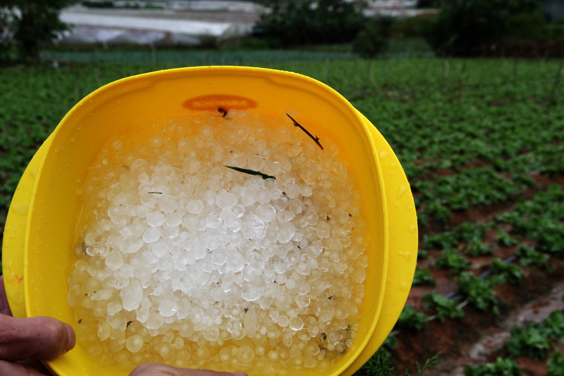 Tran mua da lich su trut xuong chan nui Lang Biang hinh anh