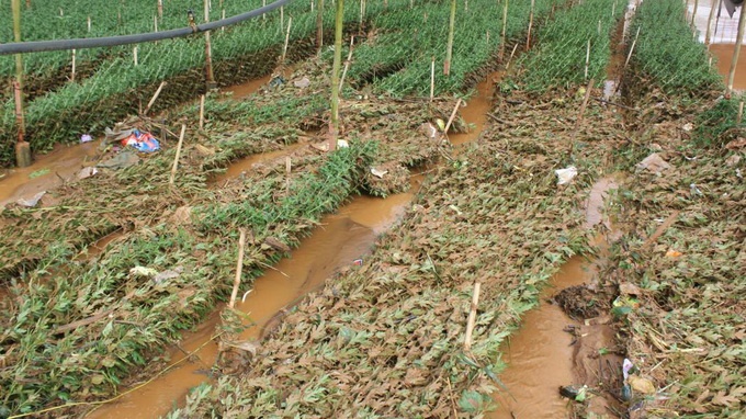 Theo thống kê ban đầu, huyện Lạc Dương có 10 ha rau, hoa, dâu tây trồng ngoài trời bị hư hại do mưa đá và 70 ha bị nước mưa gây ngập, cuốn trôi. Hiện UBND huyện đang chỉ đạo các ban ngành chức năng hỗ trợ nông dân khắc phục hậu quả. Ảnh: Tuổi Trẻ.