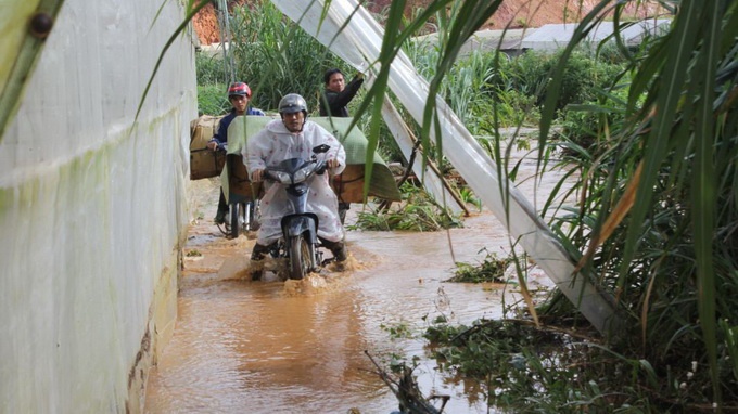 Nhiều vườn rau, nhà kính bị ngập nặng. Ảnh: Tuổi Trẻ.