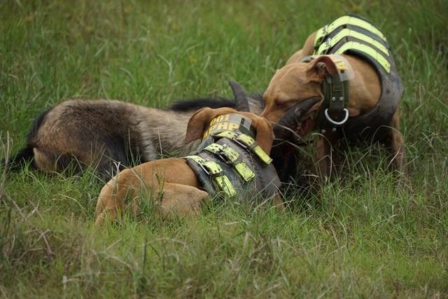 Tha cho san thu giua... pho Hai Phong hinh anh