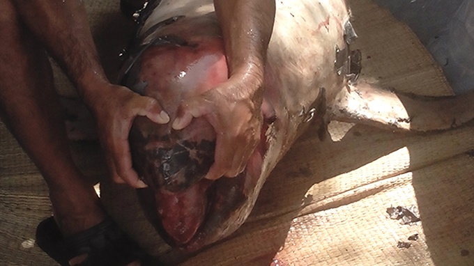 Vot duoc xac ca heo nang 100 kg tren song Chau Doc hinh anh