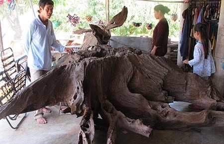 Nao loan vi 'goc cay tri ba benh' hinh anh