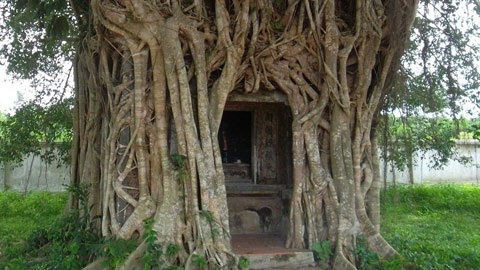 Ngam goc cay sanh tram tuoi tuyet dep hinh anh