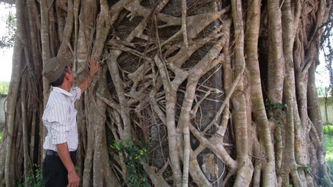 Tường ngôi miếu được bảo vệ bởi bộ rễ khổng lồ của cây sanh trăm tuổi.