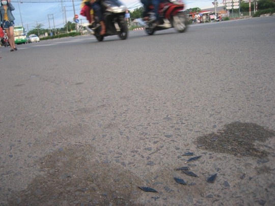 Số mảnh sắt cắt sắc nhọn rải đầy rẫy trên mặt đường.